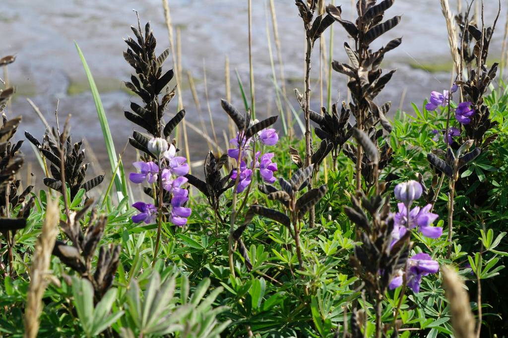 All but a few lupine flowers had gone to seed on Monday, Aug. 29, 2022, along the Homer Spit Trail in Homer, Alaska. (Photo by Michael Armstrong/Homer News)