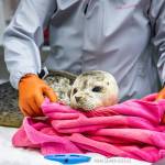 A rescued harbor seal pup undergoes care at the Alaska SeaLife Center in Seward, Alaska. (Photo courtesy Alaska SeaLife Center)