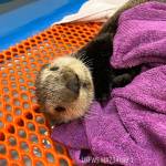 A rescued sea otter pup rescued undergoes care at the Alaska SeaLife Center in Seward, Alaska. (Photo courtesy Alaska SeaLife Center)