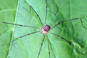 The daddy longlegs Nelima paessleri is abundant in Kenai Peninsula forests. It commonly enters crawl spaces in the fall. (Photo by Matt Bowser/UWFWS)