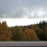 Trees with fall colors populate the Shqui Tsatnu Creek gully along the Kenai Spur Highway on Friday, Sept. 23, 2022, in Kenai, Alaska. (Ashlyn OHara/Peninsula Clarion)