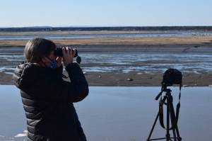 Beluga monitor Teresa Becher watches as beluga whales swim up the Kenai River on Saturday, April 24, 2021, in Kenai, Alaska. Beluga monitoring will be the first topic of a series of Fireside Chats hosted by Kenai Watershed Forum at Kenai River Brewing, in Soldotna, Alaska. (Camille Botello/Peninsula Clarion file)