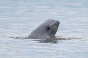 In this Aug. 25, 2017, file photo, provided by NOAA Fisheries, a newborn beluga whale calf sticks its head out of the water in upper Cook Inlet, Alaska. (NOAA Fisheries via AP, File)