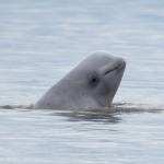 In this Aug. 25, 2017, file photo, provided by NOAA Fisheries, a newborn beluga whale calf sticks its head out of the water in upper Cook Inlet, Alaska. (NOAA Fisheries via AP, File)