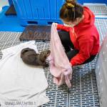 ASLC animal care specialist Maddie Welch cares for otter pup patient Qialk at the Alaska SeaLIfe Center. (Photo Credit: Alaska SeaLife Center)