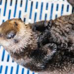 Qilak the otter pup looks at the camera after a feeding session at the Alaska SeaLife Center. The otter pup was admitted as a patient on Sept. 7, 2022, after being found on top of his moribund mother. (Photo Credit: Alaska SeaLife Center)