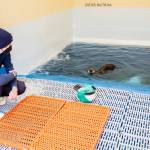 Dr. Matt OConnor, senior veterinarian at Shedd, and Katy Roxbury, animal care specialist at Shedd, observe Qilak in a pool habitat at ASLC. (Photo Credit: Shedd Aquarium)