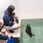 Christy Sterling, supervisor of sea otters and penguins at Shedd, and Dr. Matt OConnor, senior veterinarian at Shedd, feed Qilak as he acclimates in his new habitat behind-the-scenes at the aquarium. (Photo Credit: Shedd Aquarium)