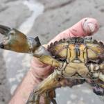 Invasive green crab. (Photo by Ryan Munes, USFWS)