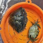 Invasive green crab carapace and a whole live crab. (Photo by Linda Shaw, NOAA)