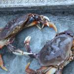 Clarise Larson / Juneau Empire
Two Dungeness crabs charge one another while standing on the deck of Charlie Blattners boat named Marco berthed at the Aurora Harbor on Monday afternoon. According to data from the Alaska Department of Fish and Game, this summers Dungeness crab fishery dropped around $10 million in value compared to last year.