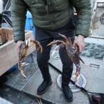 Charlie Blattner, a Juneau-based Dungeness crab fisherman, holds two live Dungeness crabs he caught in the past few days around the Juneau area. Blattner said fall Dungeness crab harvest for his boat has been hit or miss. (Clarise Larson / Juneau Empire)
