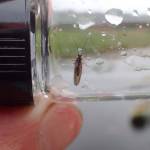 A black spongillafly at Miller Creek, July 19, 2022. (Photo by Matt Bowser/USFWS)