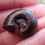 A marsh ramshorn snail at North Vogel Lake, July 22, 2022. This mature snail lived through the rotenone treatment. (Photo by Matt Bowser/USFWS)