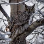 A great horned owl sits in a tree. (USFWS/Colin Canterbury)