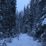 Spruce trees are dusted with snow on Dec. 22, 2020, in the Kenai National Wildlife Refuge near Soldotna, Alaska. Some areas of the refuge are open to harvest of holiday trees for non-commercial uses beginning Thanksgiving. (Photo by Jeff Helminiak/Peninsula Clarion)