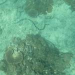 A Banded Sea Krait searching for a meal. (Photo by Mark Laker/USFWS)