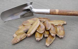 Razor clams are seen in this undated photo. (Photo courtesy Fish and Wildlife)