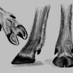 Sketch of the shovel-like feet of caribou. (Photo by Christina Nelson/USFWS)