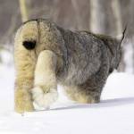 The snowshoelike feet of the lynx makes it well suited for traveling over snow. (Photo by Lisa Hupp/USFWS)