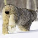 The snowshoelike feet of the lynx makes it well suited for traveling over snow. (Photo by Lisa Hupp/USFWS)