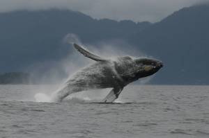 A humpback whale breaches near Juneau, Alaska. (Heidi Pearson/ NOAA/NMFS)