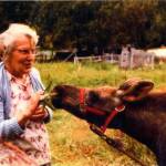 Photo 210.029.162, from the Clark Collection, courtesy of Hope and Sunrise Historical and Mining Museum 
Emma Clark feeds the Clark pet moose named Spook in 1981. At the urging of state wildlife officials, Carl Clark had agreed to care for this calf at their home in Hope.