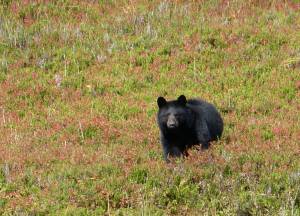 In this Wednesday, Oct. 4, 2017 photo, a black bear checks out his surroundings in Granite Basin in Juneau, Alaska. The National Park Service is proposing a rule that would prohibit bear baiting in national preserves in Alaska, the latest in a dispute over what animal rights supporters call a cruel practice. The park service said Friday, Jan. 6, 2023 it is proposing a rule barring bear baiting in national preserves in Alaska. (AP Photo/Becky Bohrer, File)