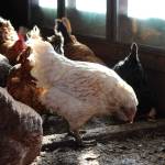 Ashlyn OHara / Peninsula Clarion file
Chickens are seen inside of a chicken house at Diamond M Ranch on April 1, 2021, off Kalifornsky Beach Road near Kenai.