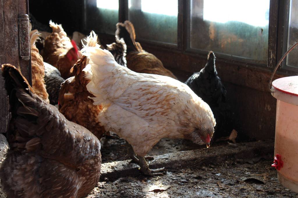 Chickens are seen inside of a chicken house at Diamond M Ranch on Thursday, April 1, 2021, off Kalifornsky Beach Road near Kenai, Alaska. (Ashlyn OHara/Peninsula Clarion)