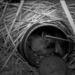 A bog lemming travels through a tube that mimics natural tunnels and captures remote videos and genetic samples to identify this species from its small mammal cousins. (Photo provided)
