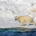 In this June 15, 2014, file photo released by the U.S. Geological Survey, a polar bear dries off after taking a swim in the Chukchi Sea in Alaska. A polar bear has attacked and killed two people in a remote village in western Alaska, according to state troopers who said they received the report of the attack on Tuesday, Jan 17, 2023, in Wales, on the western tip of the Seward Peninsula. (Brian Battaile/U.S. Geological Survey via AP, File)