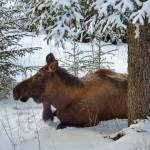 An adult female moose rests in the snow under a spruce tree on Wednesday, Jan. 18 in Anchor Point. Photo by Delcenia Cosman