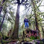 Screenshot from YouTube video by Sealaska Corp.
Mitchell Haldane, Sealaskas carbon offset administrator, surveys forest land owned by the Juneau-based Alaska Native corporation that has earned more than $100 million since 2016 by putting the property into Californias carbon credits markets, which is paying to keep the land unharvested for 100 years.