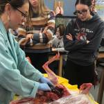 Kristin Davis performs a dissection on a donated lynx on Wednesday, Jan. 18, 2023, at Kenai Central High School in Kenai, Alaska. (Photo provided by Kristin Davis)