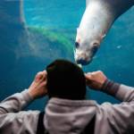 Alaska SeaLife Center Seasonal Animal Care Specialist Emma Begalka interacts with Mist the Steller sea lion in the Underwater viewing area at the Alaska SeaLife Center during an enrichment session on Nov. 30, 2022. Mist unexpectedly passed away on January 23, 2023 after staff observed seizure-like tremors. (Photo courtesy Kaiti Grant/Alaska SeaLife Center)