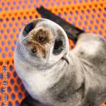 The northern fur seal rescued by Alaska SeaLife Center staff is seen on Jan. 31, 2023, at the Alaska SeaLife Center in Seward, Alaska. (Photo courtesy Kaiti Grant/Alaska SeaLife Center)