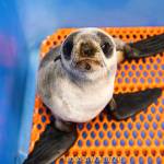 The northern fur seal rescued by Alaska SeaLife Center staff is seen on Jan. 31, 2023, at the Alaska SeaLife Center in Seward, Alaska. (Photo courtesy Kaiti Grant/Alaska SeaLife Center)