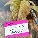 Naming nature as an innovative way to identify and remember their official and complex scientific names. (Photo by USFWS)