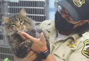 Camille Botello/Peninsula Clarion file
Kenai Animal Control Chief Jessica JJ Hendrickson plays with Torch the cat at the Kenai Animal Shelter on Thursday, Feb. 10, 2022, in Kenai.