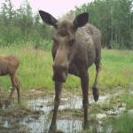 A moose cow and calf walking toward a wildlife crossing structure. (Photo by C. Canterbury/USFWS)
