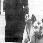 Trainer Ted Fields, of Anchorage, stands with his search dog, Hite, in Seward in August 1971. (Original photo from the Seward Phoenix Log)