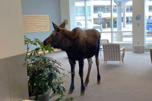 In this Thursday, April 6, 2023, image provided by Providence Alaska, a moose stands inside a Providence Alaska Health Park medical building in Anchorage, Alaska. The moose chomped on plants in the lobby until security was able to shoo it out, but not before people stopped by to take photos of the moose. (Providence Alaska via AP)