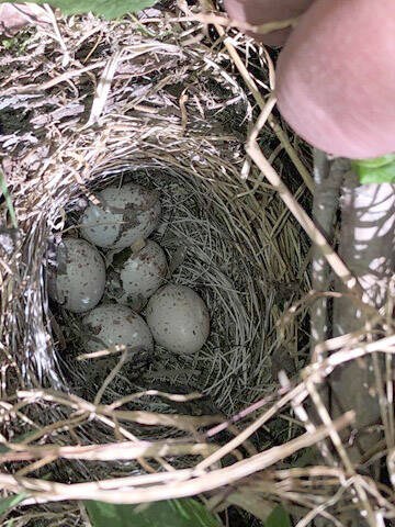 The ground nest of a dark-eyed junco. (Photo by Todd Eskelin/FWS)