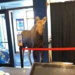 A moose walks into the lobby of the Kenai Cinemas in Kenai, Alaska on Wednesday, April 19, 2023. (Photo courtesy Kenai Cinemas)