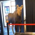 A moose walks into the lobby of the Kenai Cinemas in Kenai, Alaska, on Wednesday, April 19, 2023. (Photo courtesy Kenai Cinemas)