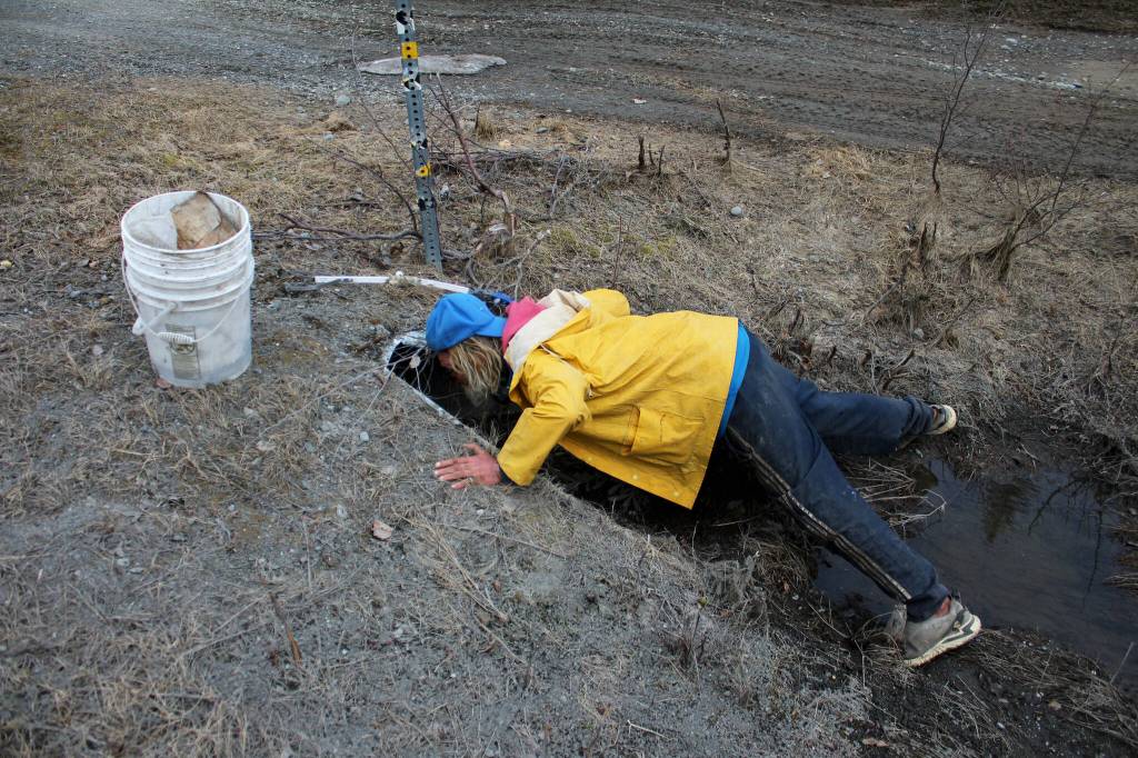 White Rainbow looks for trash inside of a culvert along the Sterling Highway on Wednesday, May 3, 2023 near Sterling, Alaska. (Ashlyn OHara/Peninsula Clarion)