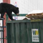A young black bear climbs in a dumpster at Fort Richardson in Alaska. (Photo by Chris Garner, Dave Battle)