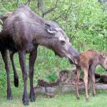A mother and calf. (Photo courtesy ADF&G)