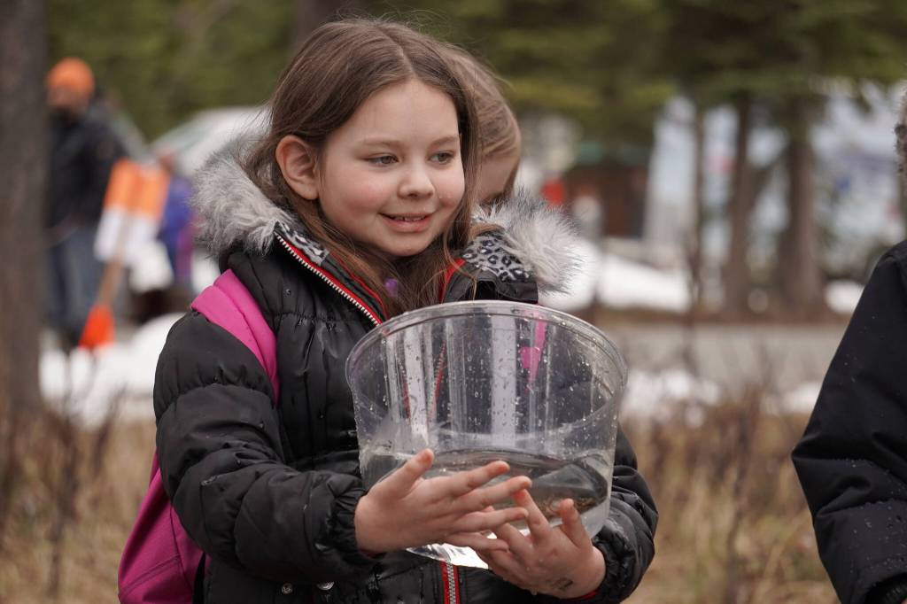 An elementary student prepares to stock rainbow trout in Johnson Lake during Salmon Celebration on Wednesday, May 10, 2023, at Johnson Lake in Kasilof, Alaska. (Jake Dye/Peninsula Clarion)